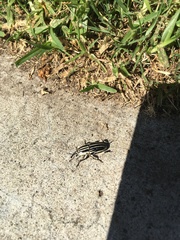 Sphenophorus aequalis
