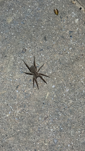 iNaturalist observation photo of Koch's Wolf Spider