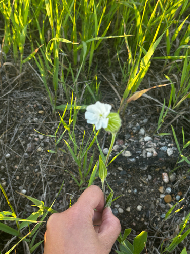 white campion