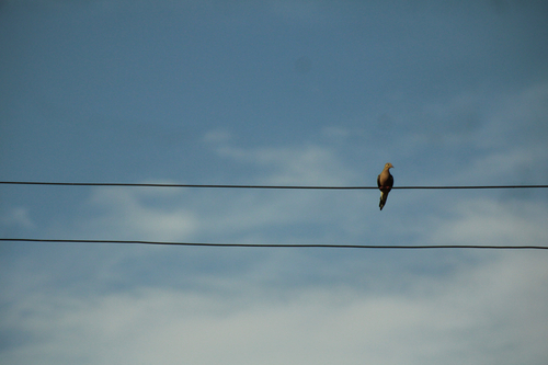 Mourning Dove