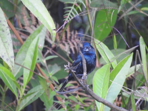 Blue-black Grassquit