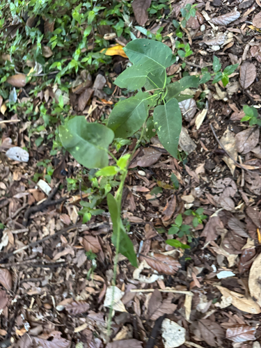 Moth Vine