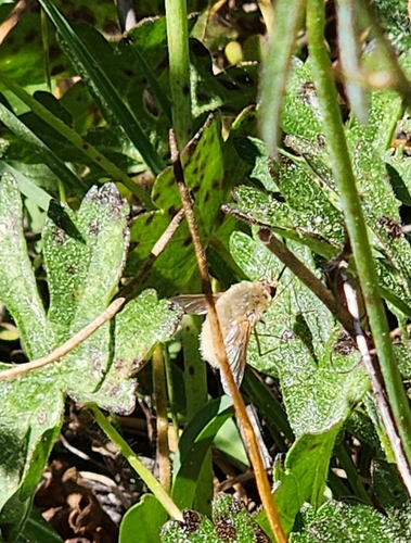 iNaturalist observation photo of Bee Flies