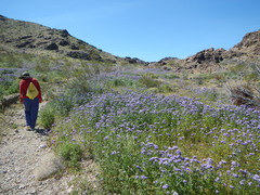 Phacelia tanacetifolia