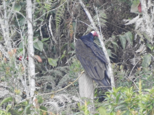 Turkey Vulture