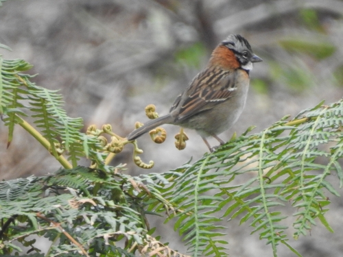 Rufous-collared Sparrow
