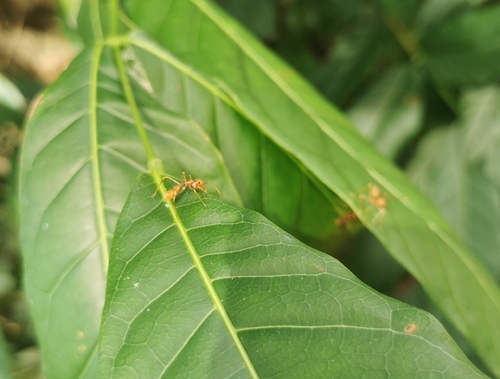 Red Weaver Ant-mimicking Spider