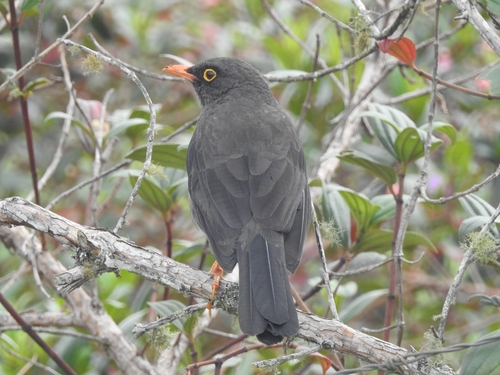 Great Thrush