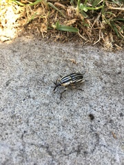 Sphenophorus aequalis