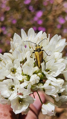 iNaturalist observation photo of Yellow Velvet Beetle