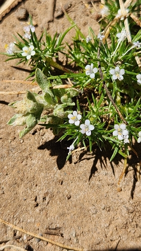 iNaturalist observation photo of Pincushion plants
