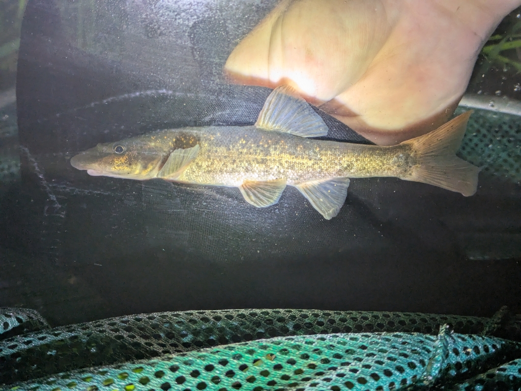 Umpqua dace (Rhinichthys evermanni) — Cyprinidae