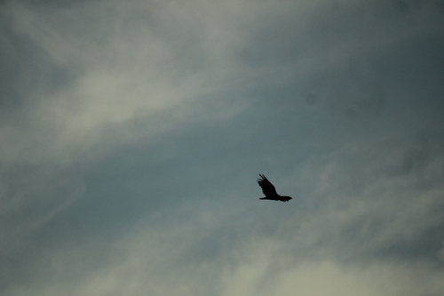 Turkey Vulture