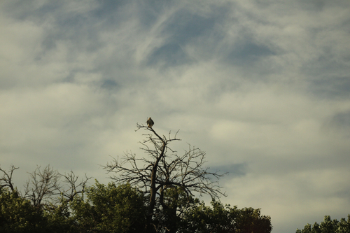 Red-tailed Hawk