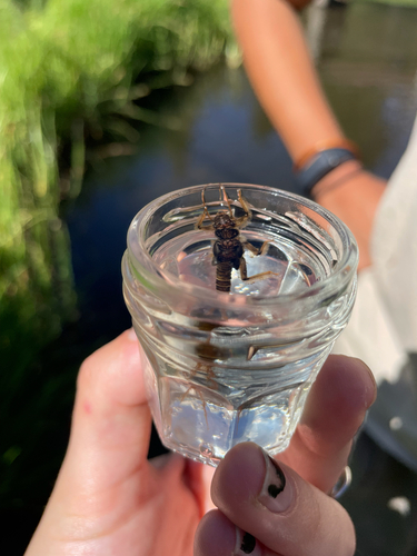 iNaturalist observation photo of Stoneflies