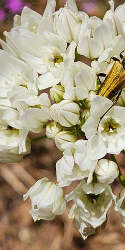 iNaturalist observation photo of white brodiaea