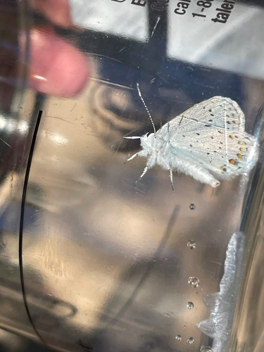 iNaturalist observation photo of Polyommatina