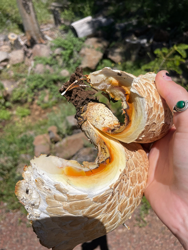 iNaturalist observation photo of Giant Sawgill