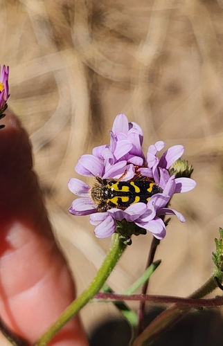 iNaturalist observation photo of Ornate Checkered Beetle