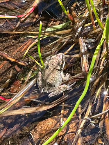 iNaturalist observation photo of Pacific chorus frog