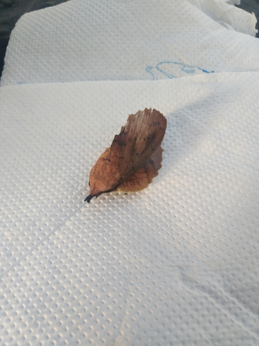 The Lappet