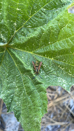 iNaturalist observation photo of Clearwing moths