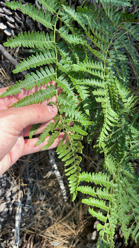 iNaturalist observation photo of common bracken