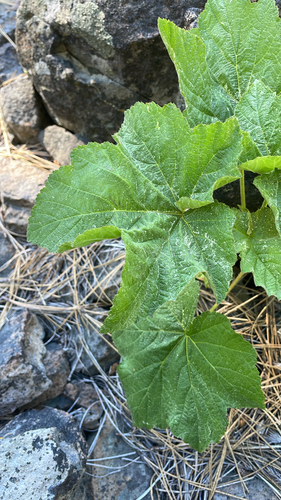 iNaturalist observation photo of Dicots