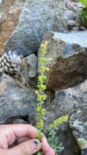 iNaturalist observation photo of Hot Rock Penstemon