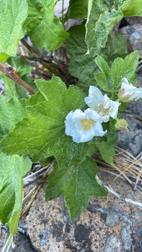 iNaturalist observation photo of thimbleberry