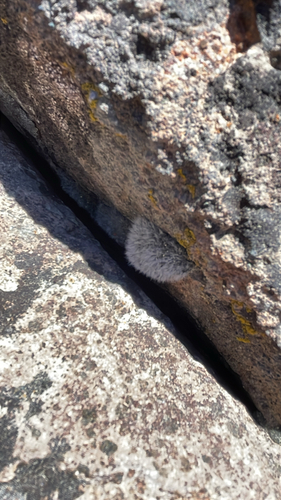 iNaturalist observation photo of Mosses