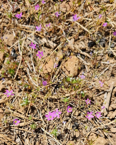 iNaturalist observation photo of Pincushion plants