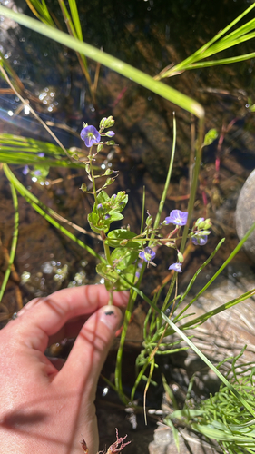 iNaturalist observation photo of American brooklime