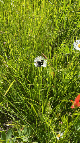 iNaturalist observation photo of Langton's Forester