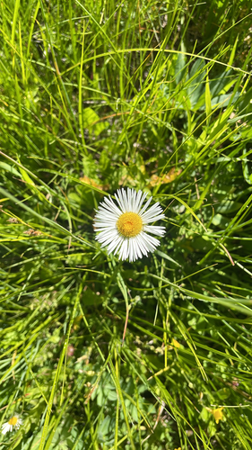 iNaturalist observation photo of Coulter's fleabane