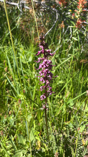 iNaturalist observation photo of Elephant's-Head lousewort