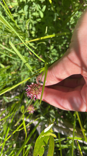 iNaturalist observation photo of springbank clover