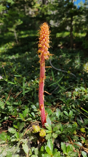 iNaturalist observation photo of woodland pinedrops
