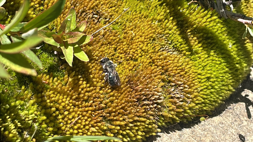 iNaturalist observation photo of Bees