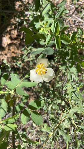 iNaturalist observation photo of Leichtlin's Mariposa Lily