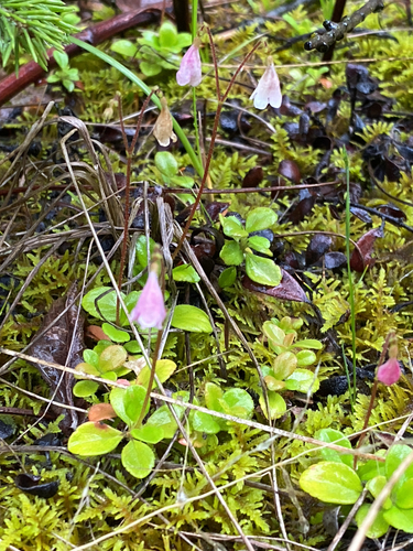 Twinflower
