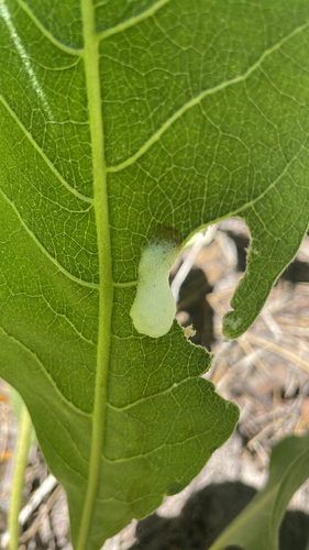 iNaturalist observation photo