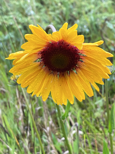 great blanketflower