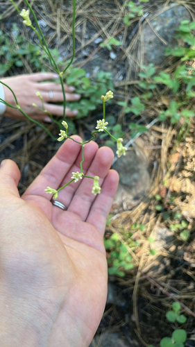 iNaturalist observation photo of Dicots