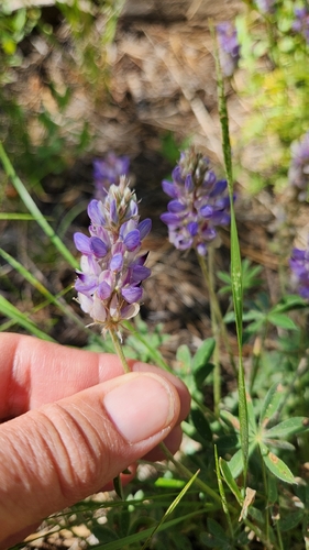 iNaturalist observation photo of lupines