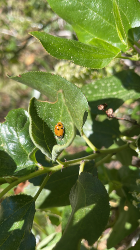 iNaturalist observation photo of Convergent Lady Beetle