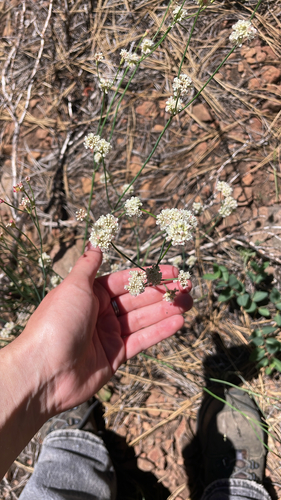 iNaturalist observation photo of Naked Buckwheat