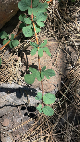 iNaturalist observation photo of creeping snowberry