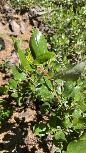iNaturalist observation photo of Snowbrush Ceanothus