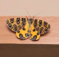 Pantherodes pardalaria